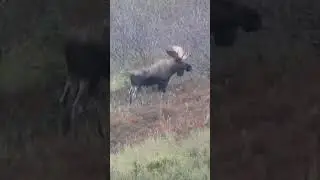 One Shot Moose Hunt!