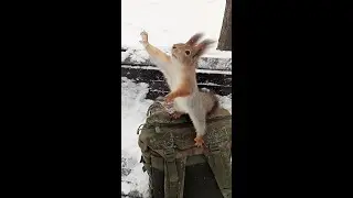 Белка не хочет прыгать / Squirrel doesn't want to jump