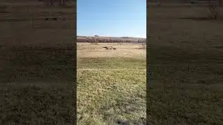 #козы