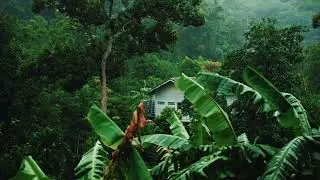 Vídeo de Casa na floresta chuva Tropical