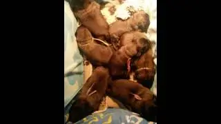 Leonberger puppies