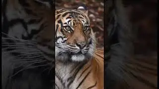 Ce tigre vas vous faire du charme avec ses beaux yeux #shorts
