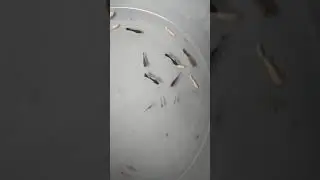 Main bersama ikan Guppy
