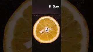 Orange slice in soil #greentimelapse #gtl #timelapse