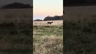 Deer in Richmond Park