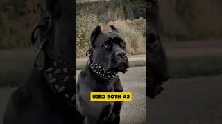 Wolf vs Cane Corso Fight