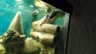 Как Осетр чувствует себя в аквариуме..