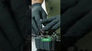 Влияние луны на растения 
