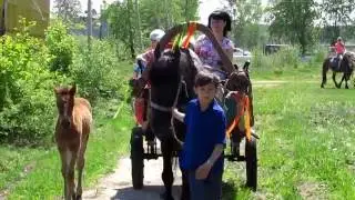 Лошадь с жеребёнком. катание