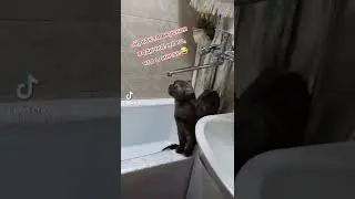 #tiktok #shorts #cat #water