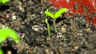 sprouting time lapse