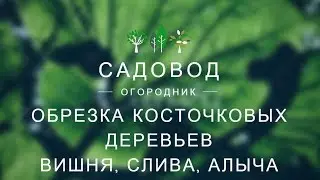 Обрезка косточковых деревьев, вишня, слива, алыча