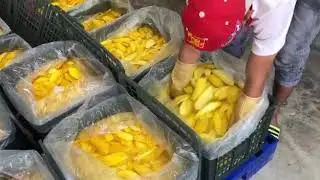 Откуда берётся дешёвое манго. Сахар. Сахар и краска дешевле фруктов.