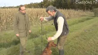 How to use a leash when training my dog? - Chassons TV's T&A (No. 32)