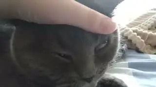 ПОМОГИТЕ МНЕ ПОЖАЛУЙСТА С КОШКОЙ