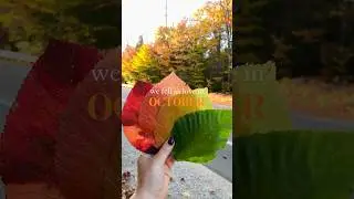 It’s sweet because it’s true… 🥰🍁