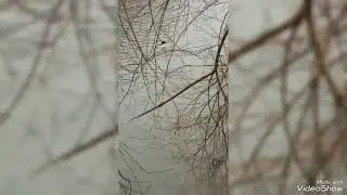 Новый формат на канале! Животные в дикой природе. Первый ролик в 2024.