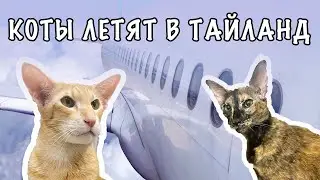 КАК ПЕРЕВЕЗТИ ЖИВОТНЫХ В ТАЙЛАНД?