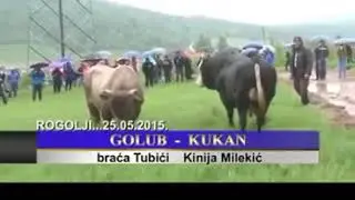 Buqalar jangi