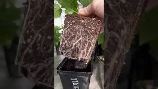 Малина. Развитие саженцев. Вацап +79035830612.
