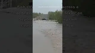 Fish Swept Across Road as Heavy Rain Hits Central Texas