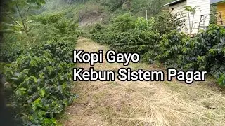 Kebun Kopi Gayo Sistem Pagar Viral Di Takengon Milik Pak Armiyadi
