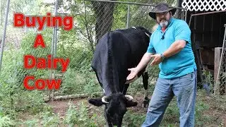 Buying a Dairy Cow