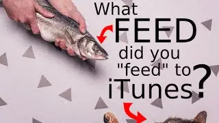 What feed did you feed to iTunes