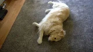 FLUFFY DOG BEING CUTE!! (CUTE)
