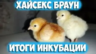 Хайсекс Браун/Итоги инкубации