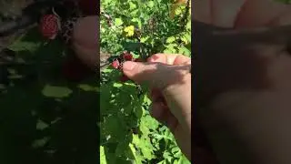 Кумберленд. Желтая и чёрная.