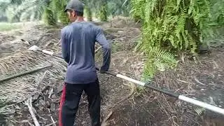 Pagi pagi panen udah dapet hasil walaupun sedikit