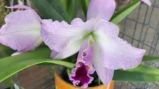 Rhy. gigantea Peach, Slc. Hazel Boyd x .. Солнце в Жизни Орхидей