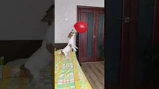 Охота за шариком