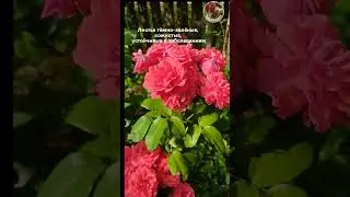 Шикарные розы в саду - Seedlandia.ru - семена и саженцы ель голубая  кедр пихта сосна барбарис