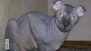 World's 5 WEIRDEST Cat Breeds That Shouldn't Exist