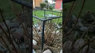 Готовлю  крупнолистную гортензию на зимовку/ Ленинградская область 