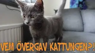Vi hittar en övergiven kattunge! | VLOGG