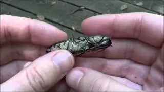 Texas click beetle (