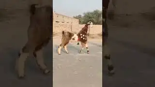 dance with goat nachny wali bakri || Soo beautiful goats dance funny video || dancing bakriyan