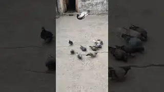 Pigeon slowmotion video