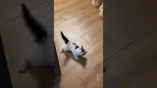#这猫有点子技术在身上