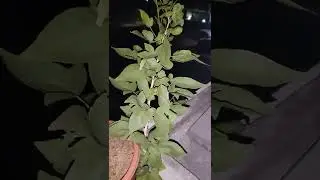 eka bilvam