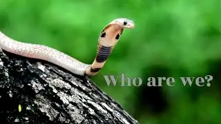 Meet Cobra: Fun facts for Kids | Discover Kids Universe | Wonder World Education