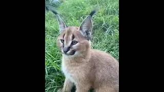 Crackel Kitten Lifting Ear's | Rarest Cat Specie