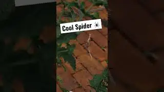 Creepy Cool Spider 🕷 #shorts