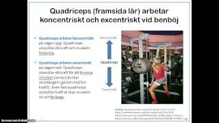 Skelettmusklernas arbetssätt
