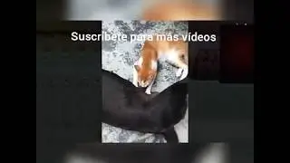 Los videos  más chistosos de animales  nivel  Dios