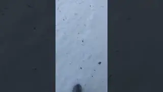 очень много снега на участке