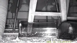 Мышеловка 2 кота-макси, гуманная ловушка.